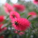 Clayton Flowers Photo 7