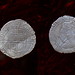 Elizabeth Pence Photo 6