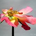 Susan Blow Photo 13
