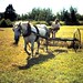 William Macpherson Photo 25