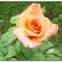 Martha Perkins Photo 37
