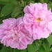 Therese Rose Photo 17