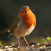 Robin Ireland Photo 12