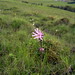 Glen Robins Photo 12