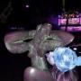 Carol Boulanger Photo 26