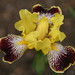 Cindy Welch Photo 25