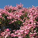 Kathleen Flowers Photo 23