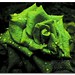 Rose Green Photo 17