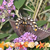 Sara Yoder Photo 22