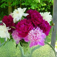 Arlene Mckee Photo 7