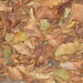 Sherrie Brown Photo 31
