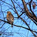 Deborah Hawk Photo 14