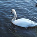 Amy Swan Photo 36