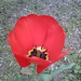 Clara Tuttle Photo 8