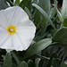 Angel Bush Photo 11