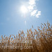 Edwin Wheat Photo 8
