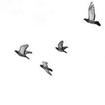 Joyce Jansen Photo 12
