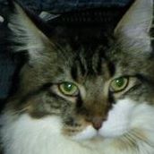 Linda Goodall Photo 8