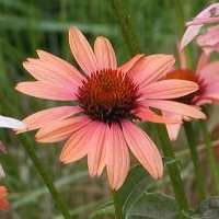Joy Capps Photo 24