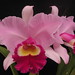Cynthia Forbes Photo 21