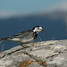 Kerry Witte Photo 5