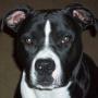 Leo Lane Photo 11