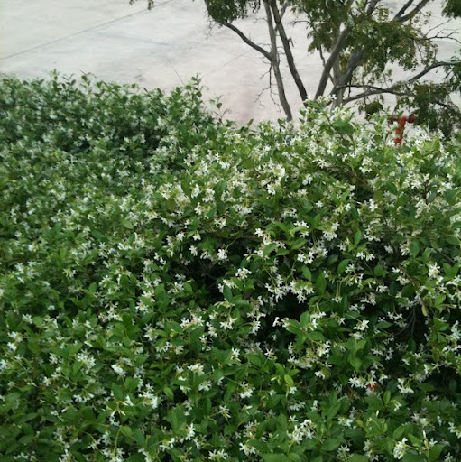 Shirley Higgins Photo 26