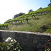 Robert Vineyard Photo 10