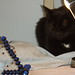 Judy Haynes Photo 16