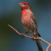 Cynthia Bird Photo 22