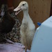 Lou Hurst Photo 12