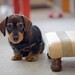 Link Brown Photo 12