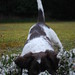 Heather Springer Photo 23