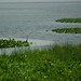 Virginia Marsh Photo 26