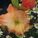 Virginia Worrell Photo 10