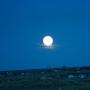 Allan Brooks Photo 38