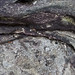 Mark Tribble Photo 28