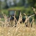 Jamie Wheat Photo 7
