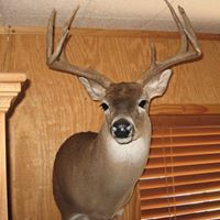Dale Wolf Photo 18