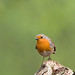 Robin Patch Photo 16