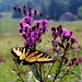 Virginia Meadows Photo 10