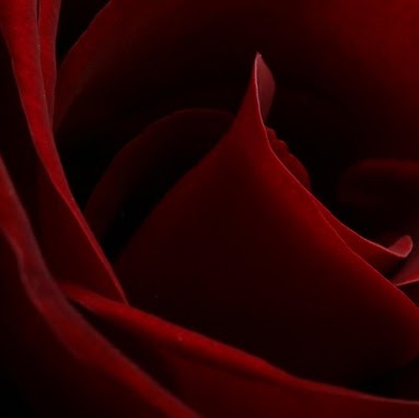 Stacy Rose Photo 13