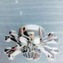 Christopher Whitlock Photo 24