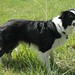 Chester Murphy Photo 17