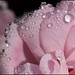 Rose Coyle Photo 15
