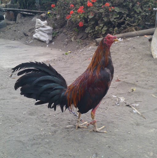 Mauro Chavez Photo 18