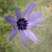 Stephanie Gill Photo 22