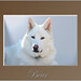 Terry Wolf Photo 30