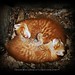 Ying Yang Photo 9