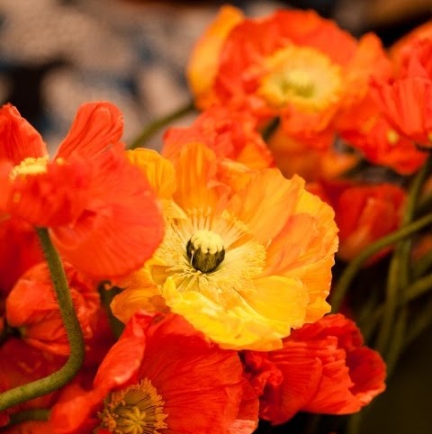 Dianne Cameron Photo 9